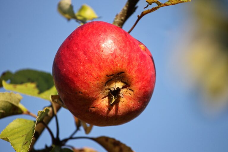 Ein Apfel als Bild für die Pausenapfelaktion.